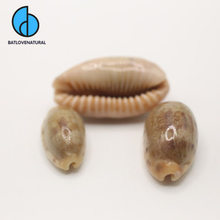 Vỏ ốc Cypraea Caurica - Vỏ ốc trang trí nhiều kích thước nhỏ vừa lớn - Vỏ ốc đẹp