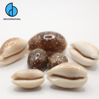  Vỏ ốc Nga Nâu Bông Trắng - Vỏ ốc trang trí nhiều kích thước nhỏ vừa lớn - Vỏ ốc đẹp 