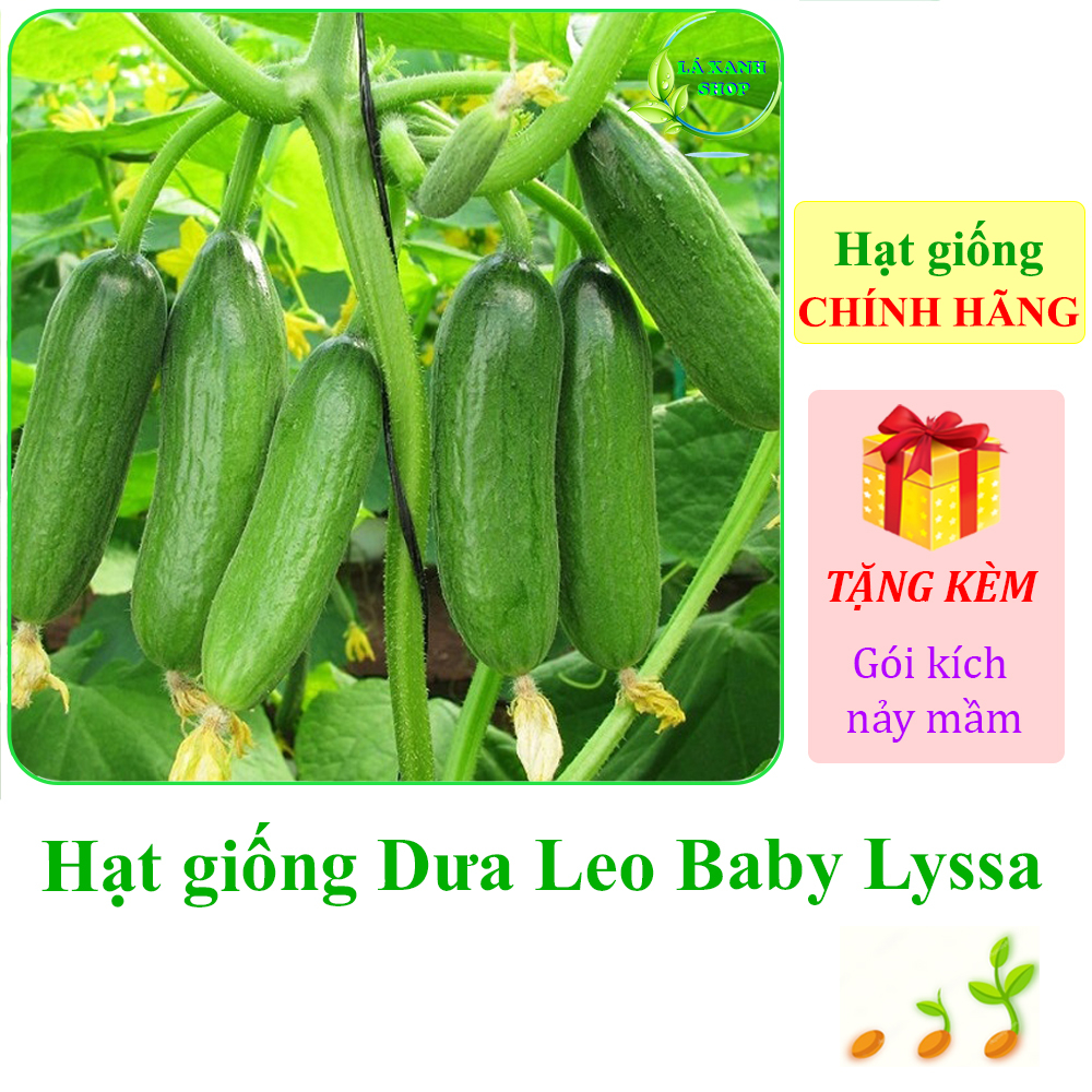 Hạt giống Dưa Leo Baby Lyssa - Dưa chuột chùm siêu trái, trồng quanh năm (gói 5 hạt) - Hạt giống Rạng Đông