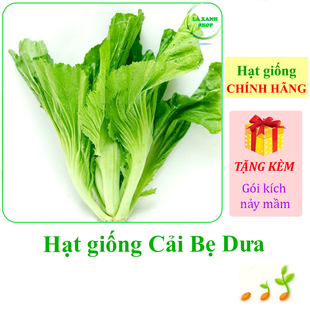 Hạt giống Cải Bẹ Dưa Cao Sản