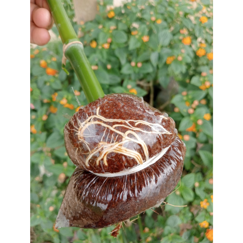 Giống măng tre Tứ Quý