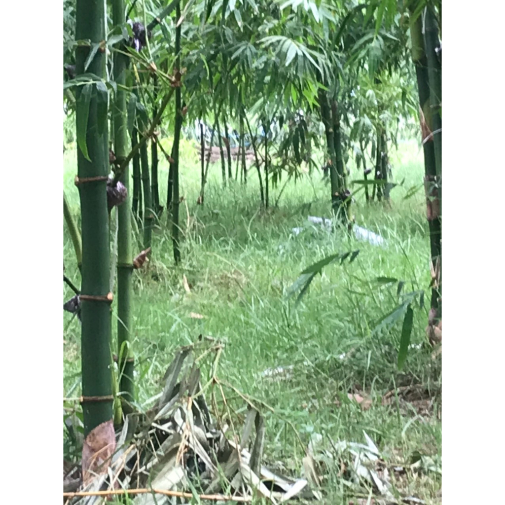 Giống măng tre Tứ Quý