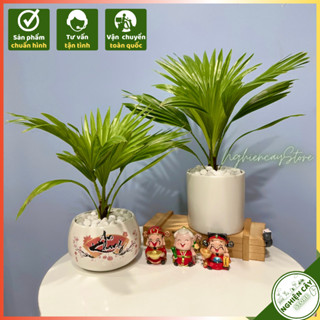 Cây cọ cảnh mini để bàn, trang trí nhà cửa, khu vực làm việc