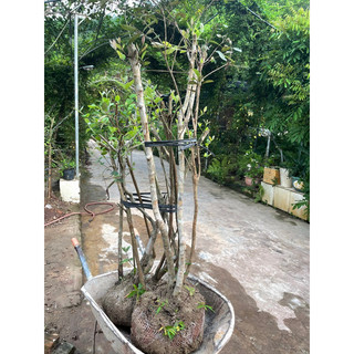 hoa sim tán bụi 4-5 nhánh(ngẫu nhiên đã ủ có rễ và mầm)