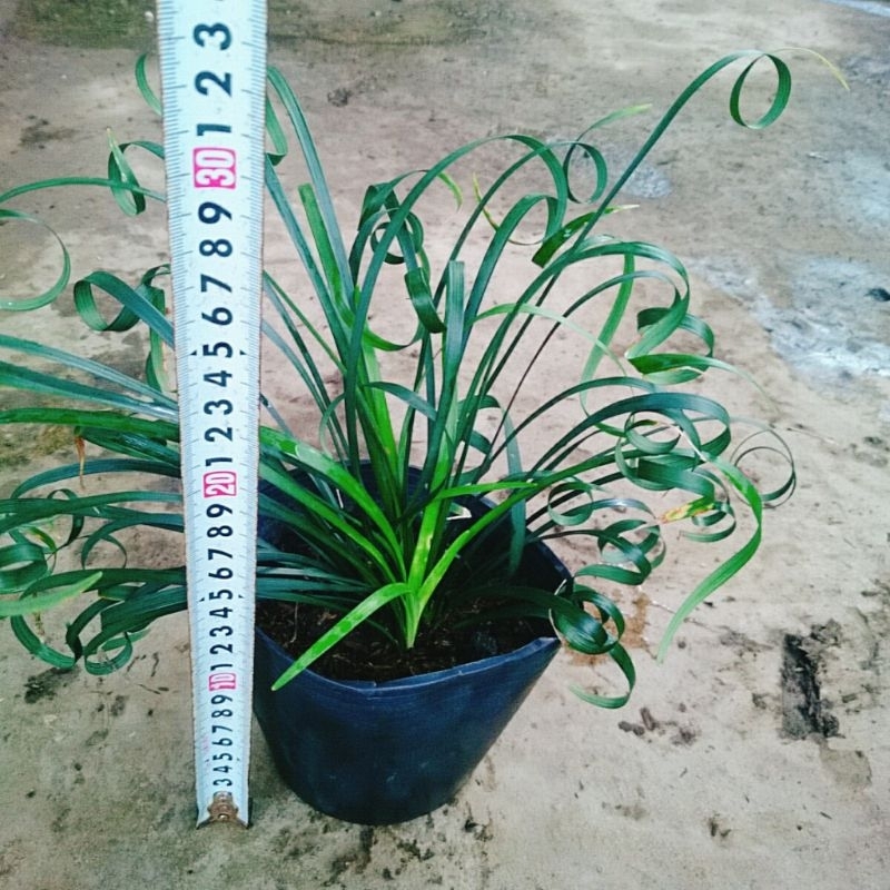 Cây Ngải Kéo Khách