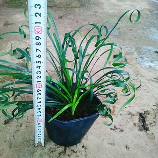 Cây Ngải Kéo Khách (Ngải Xoắn)
