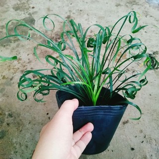 Cây Ngải Kéo Khách (Ngải Xoắn)