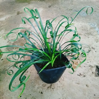 Cây Ngải Kéo Khách