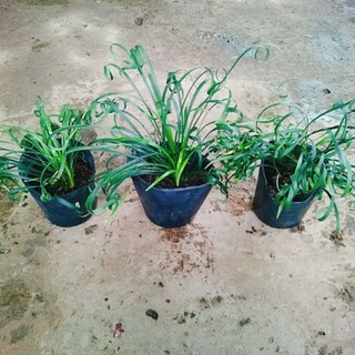 Cây Ngải Kéo Khách (Ngải Xoắn)