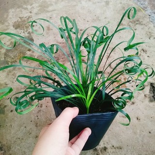 Cây Ngải Kéo Khách (Ngải Xoắn)