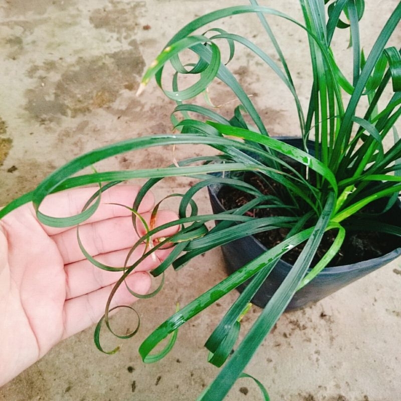 Cây Ngải Kéo Khách