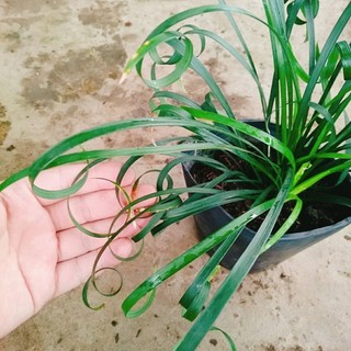 Cây Ngải Kéo Khách (Ngải Xoắn)