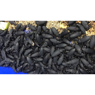 trứng sâu rồng ( superworm) 10g