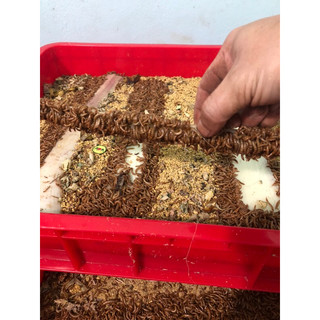 trứng sâu rồng ( superworm) 10g