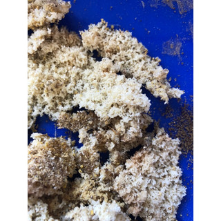 trứng sâu rồng ( superworm) 10g