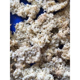 Trứng sâu rồng 10g