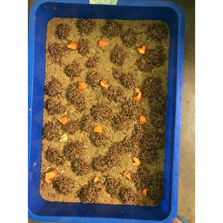 trứng sâu rồng ( superworm) 10g