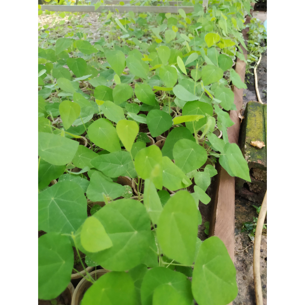 Combo 11 cây sương sâm rừng sâm lông