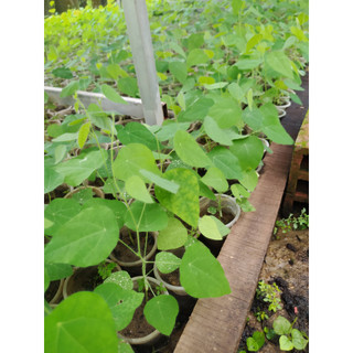 Combo 11 cây sương sâm rừng sâm lông