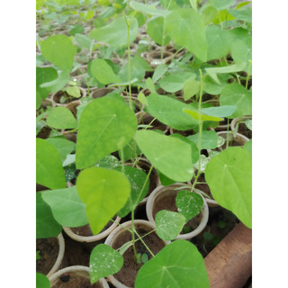 Combo 11 cây sương sâm rừng sâm lông