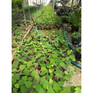 Combo 11 cây sương sâm rừng sâm lông