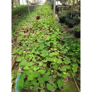 Combo 11 cây sương sâm rừng sâm lông