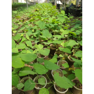 Combo 11 cây sương sâm rừng sâm lông