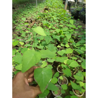 Combo 11 cây sương sâm rừng sâm lông