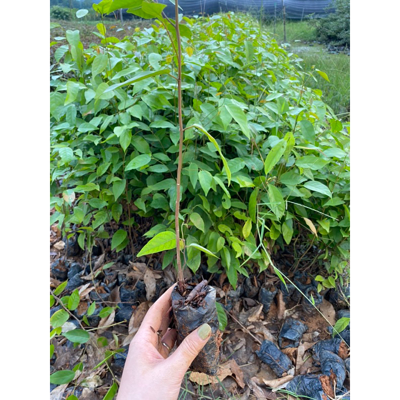 Cây giống Sao Đen