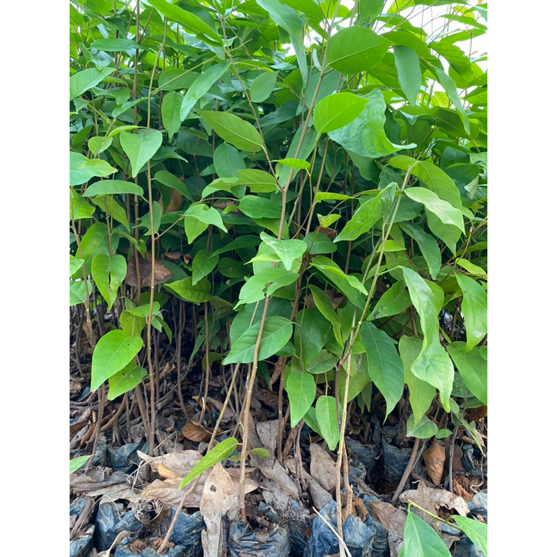 Cây giống Sao Đen