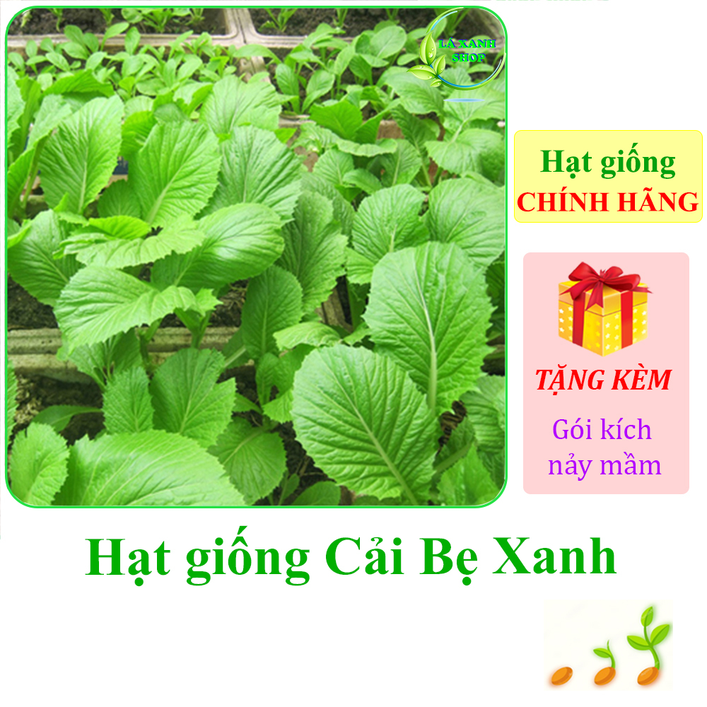 Hạt giống Cải Bẹ Xanh Mỡ (Cải Cay)
