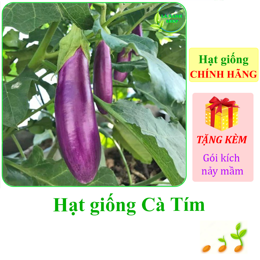 0,5g Hạt giống Cà Tím (Cà Nâu)