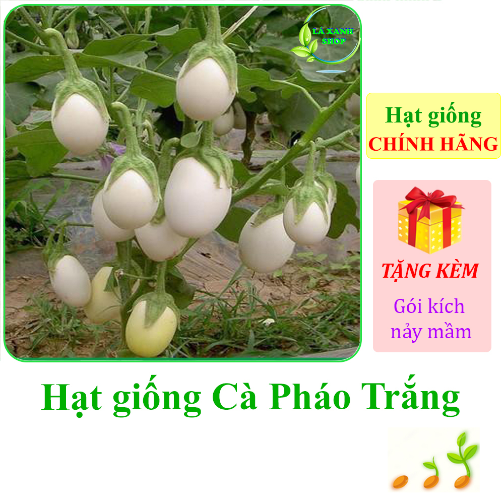 Hạt Giống Cà Pháo Trắng Cao Sản, Dễ Trồng, Siêu Trái - Hạt giống Rạng Đông
