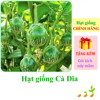 Hạt giống Cà dĩa sọc xanh Rạng Đông Rado 709 - Hàng chính hãng