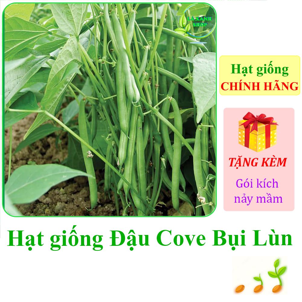 20g Hạt giống Đậu Cove Bụi Lùn