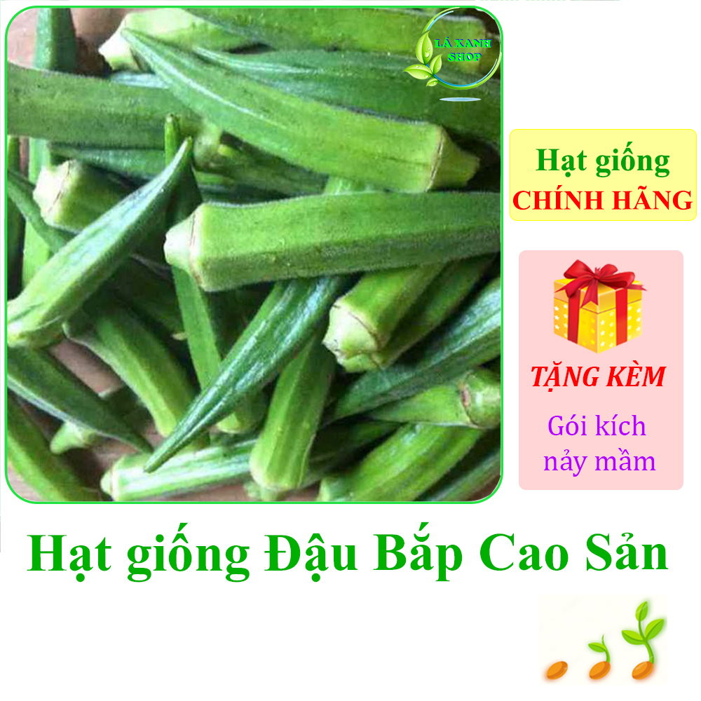 Hạt giống Đậu Bắp Cao Sản, Trồng Quanh Năm, Dễ Chăm Sóc (gói 20 gram) - Hạt giống Rạng Đông
