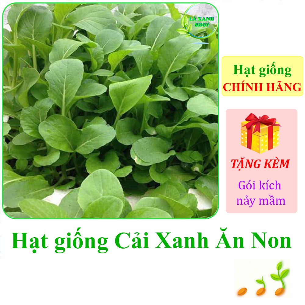 20g Hạt giống Cải Xanh Ăn Non