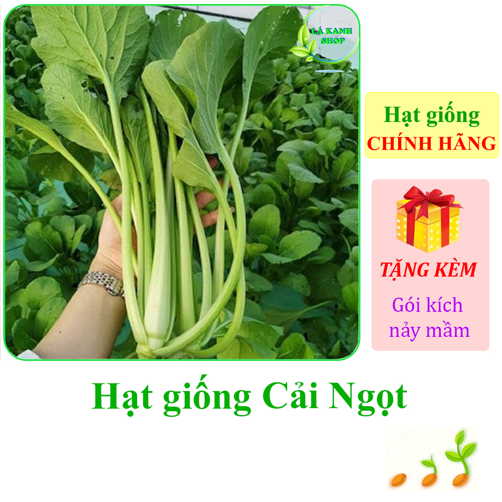 20g Hạt Giống Cải Ngọt