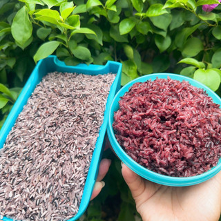 Gạo Nương Tím Tây Bắc , Gạo của người H'Mông, Gạo sạch, không chất bảo quản, 100% nguyên chất, tốt cho sức khỏe (10kg)