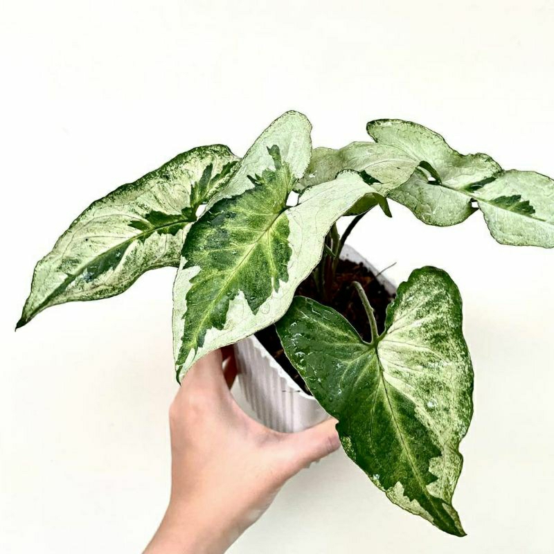 Trầu Syngonium var bạc hà, Syngonium Three Kings.