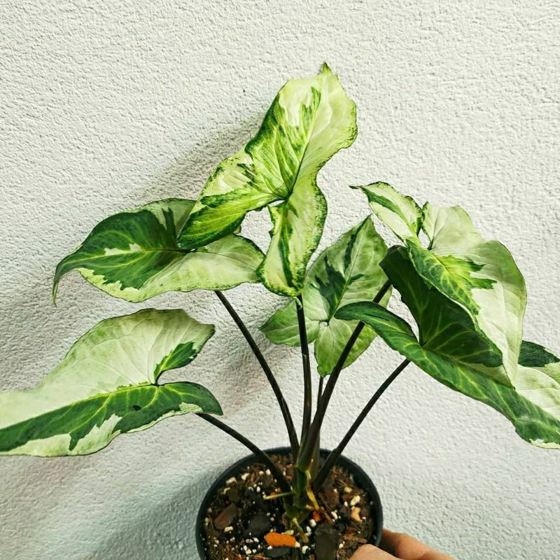 Trầu Syngonium var bạc hà, Syngonium Three Kings.