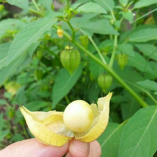 Hạt giống Thù Lù Nam Mỹ