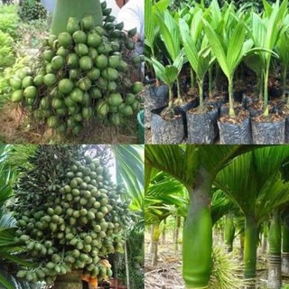 3 Cây Cau lùn tứ quý