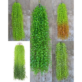 rủ lá cúc tần - rủ trang trí