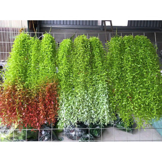 rủ lá cúc tần - rủ trang trí