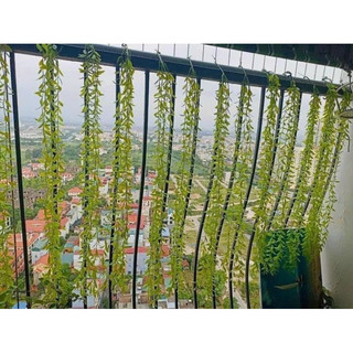 rủ lá cúc tần - rủ trang trí