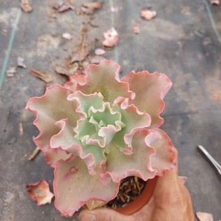 Sen đá cổ thụ bắp cải Đà lạt