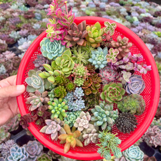 combo 30 cây sen đá size mini 2-2,5 lựa ngẫu nhiên, tha hồ mix&match thành các sản phẩm độc đáo, siêu đẹp