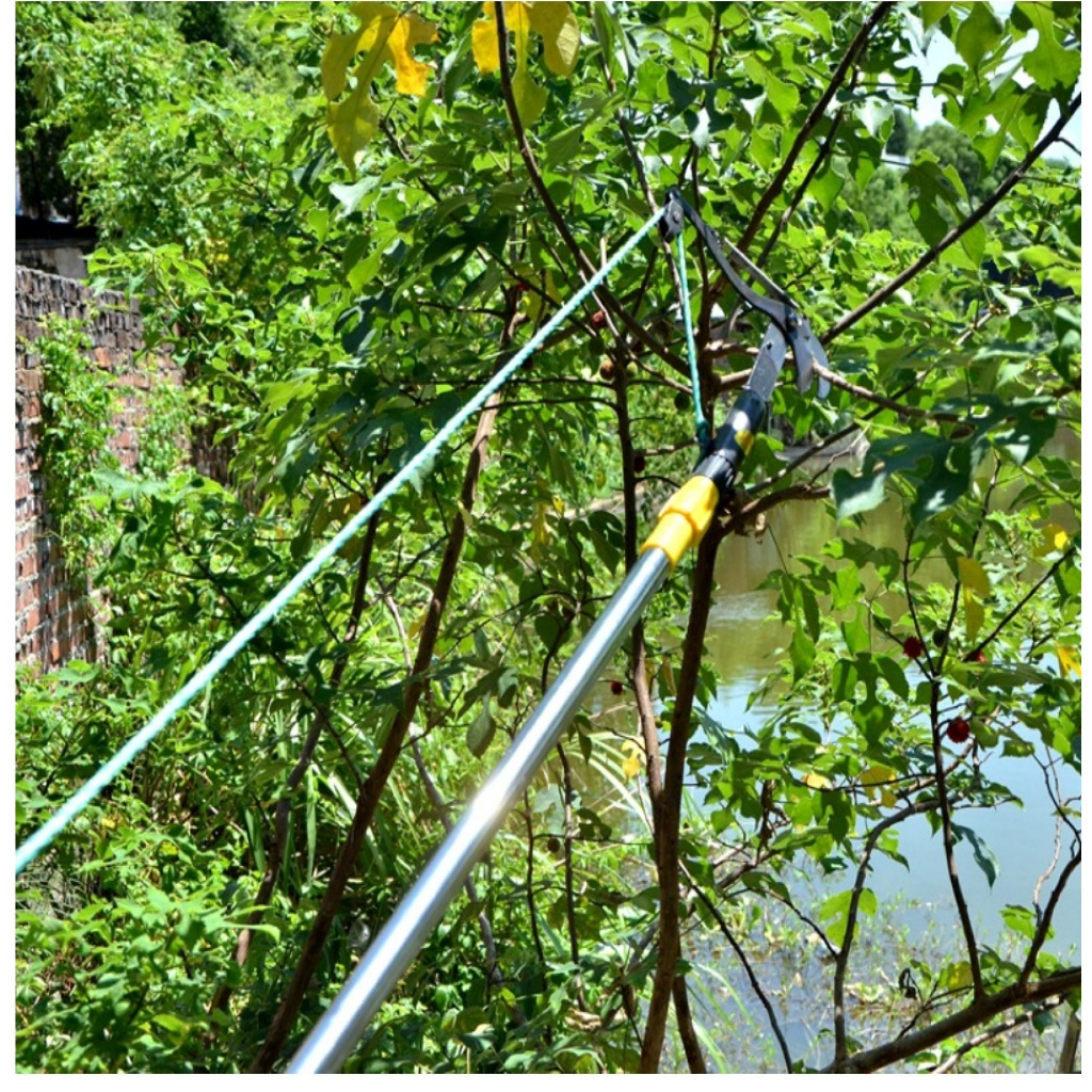 Kéo hái hoa quảkéo cắt cành trên cao