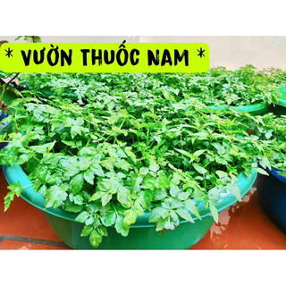 Combo 3 bầu rau cần nước làm giống rau cần ta làm giống